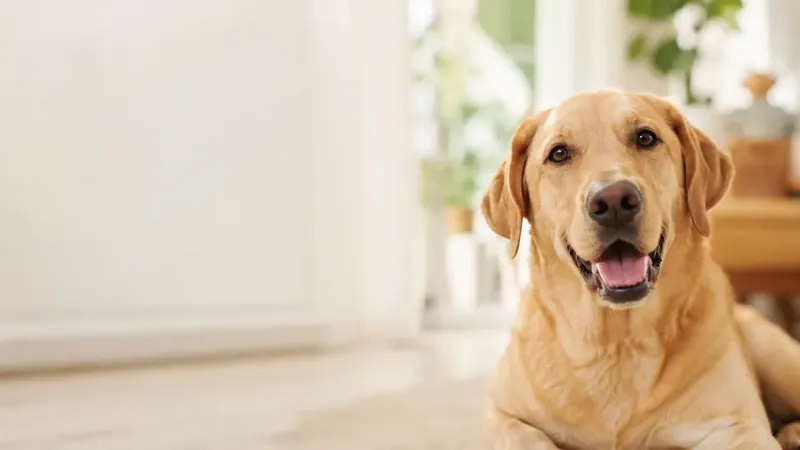 Foto di cane per la scheda del database delle razze canine