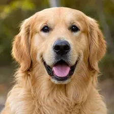 Foto di Max, un Golden Retriever
