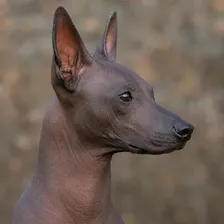 Foto di Nala, una cagnolina incrocio di Xoloitzcuintle